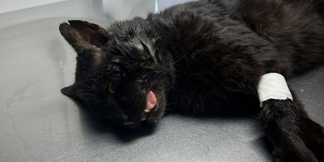 Стерилизация это варварство! Как часто я такое слышала 🤷