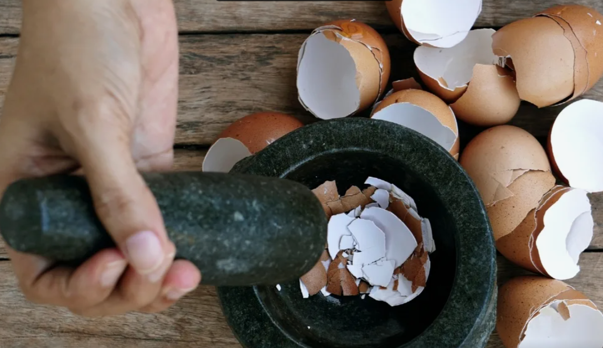 Промойте, просушите, измельчите в порошок яичную скорлупу