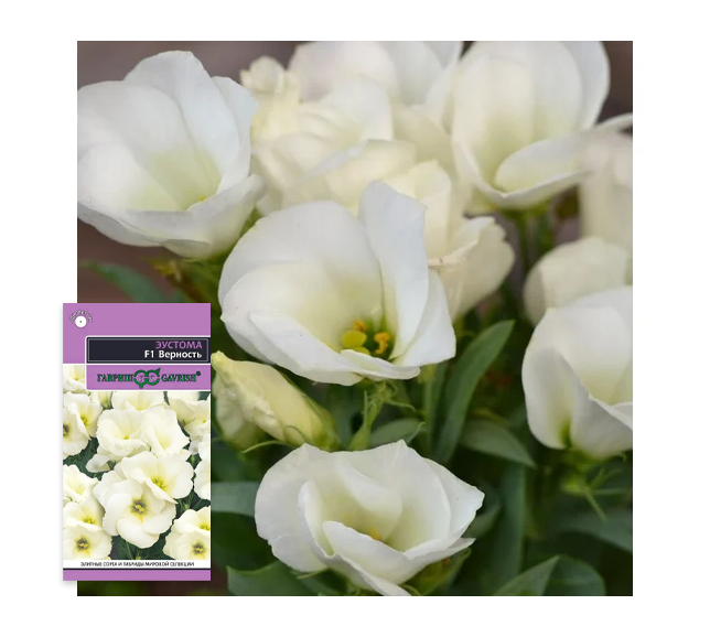 Эустома "Верность". Источник фото: https://www.vseinstrumenti.ru/product/semena-gavrish-eustoma-vernost-f1-nizkoroslaya-gorshechnaya-belaya-4-sht-granul-probirka-1071857434-10684964/