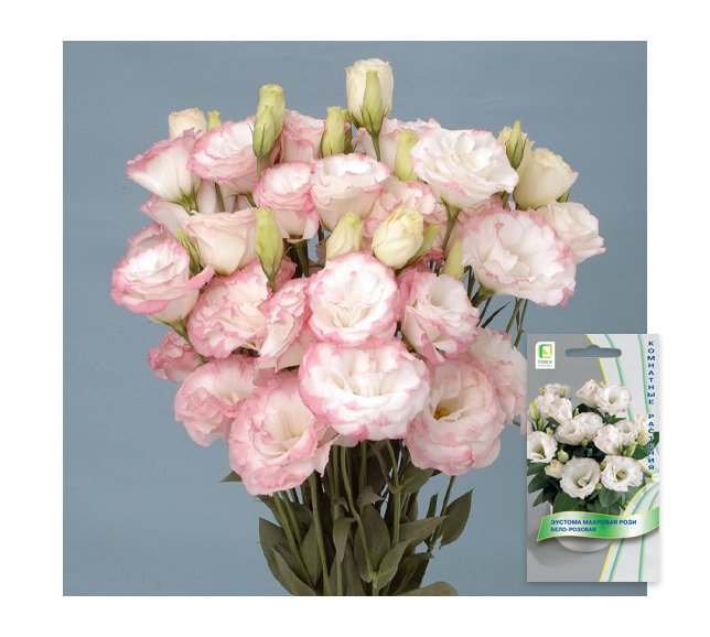 Эустома "Рози". Источник фото: https://dolina-sad.ru/catalog/semena-cvetov/semena-odnoletnih-cvetov/semena_eustomy/eustoma_makhrovaya_rozi_belo_rozovaya_5_sht/