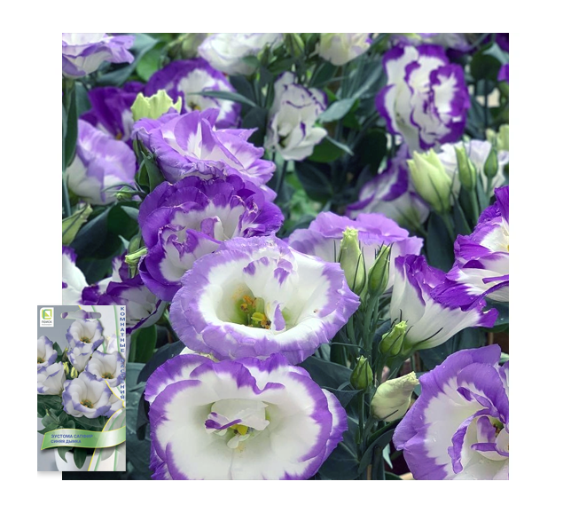 Эустома "Сапфир". Источник фото: https://semenakupi.ru/professionalnye-semena-tsvetov/eustoma/eustoma-sapfir-blju-chip/