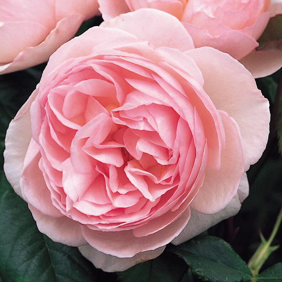 https://www.davidaustinroses.com/products/heritage