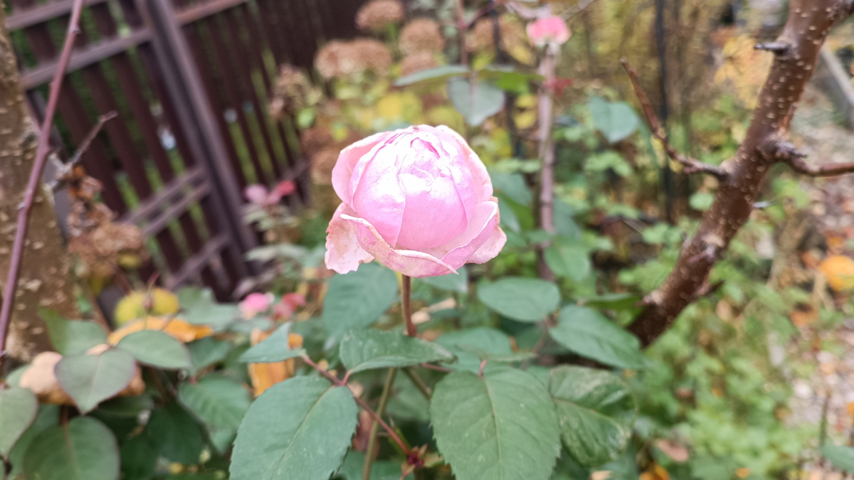 Роза «Herritage»