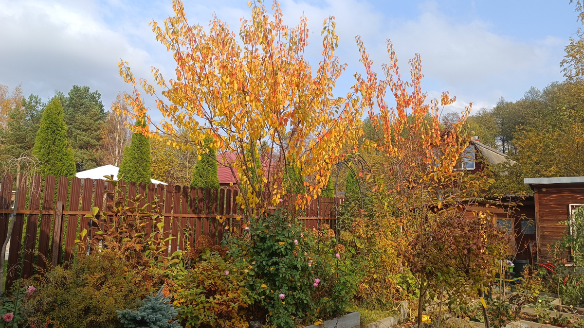 Роза под абрикосом