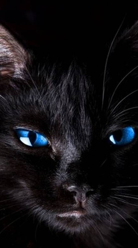 Яндекс-картинки