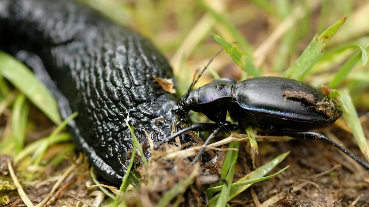 жужелица атакует слизня