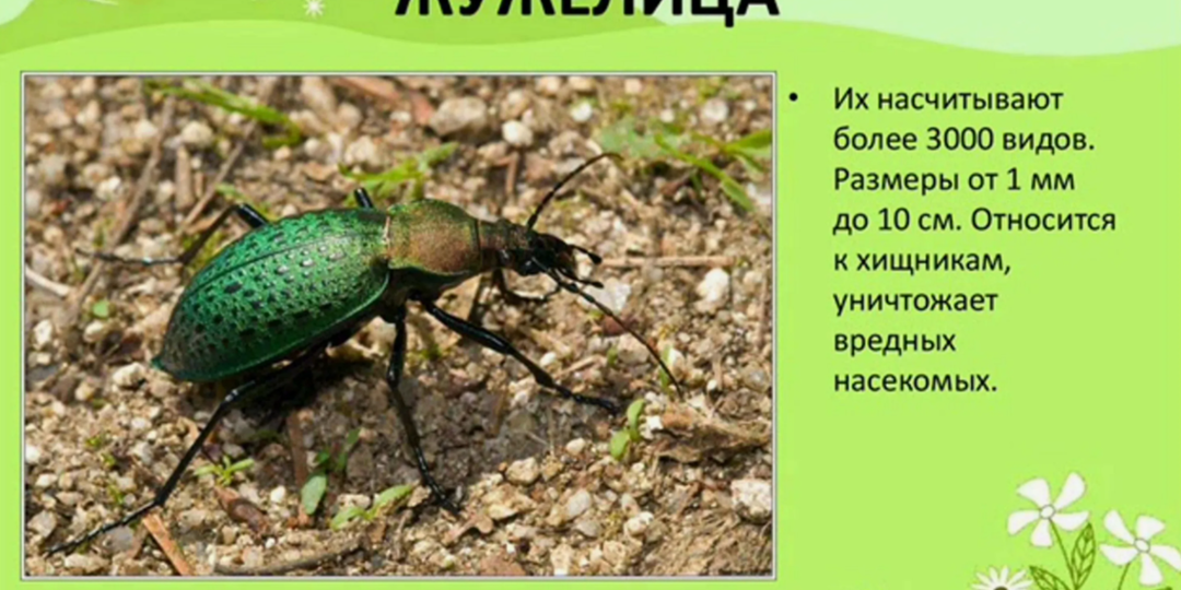 Один домик — и слизни исчезают: как природная полиция работает в вашем саду