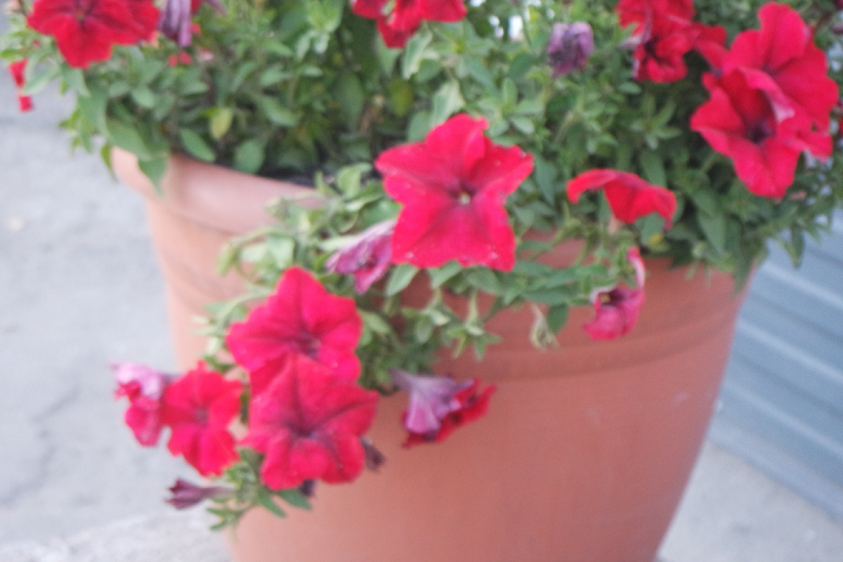 и настурции цвели прямо на улицах...