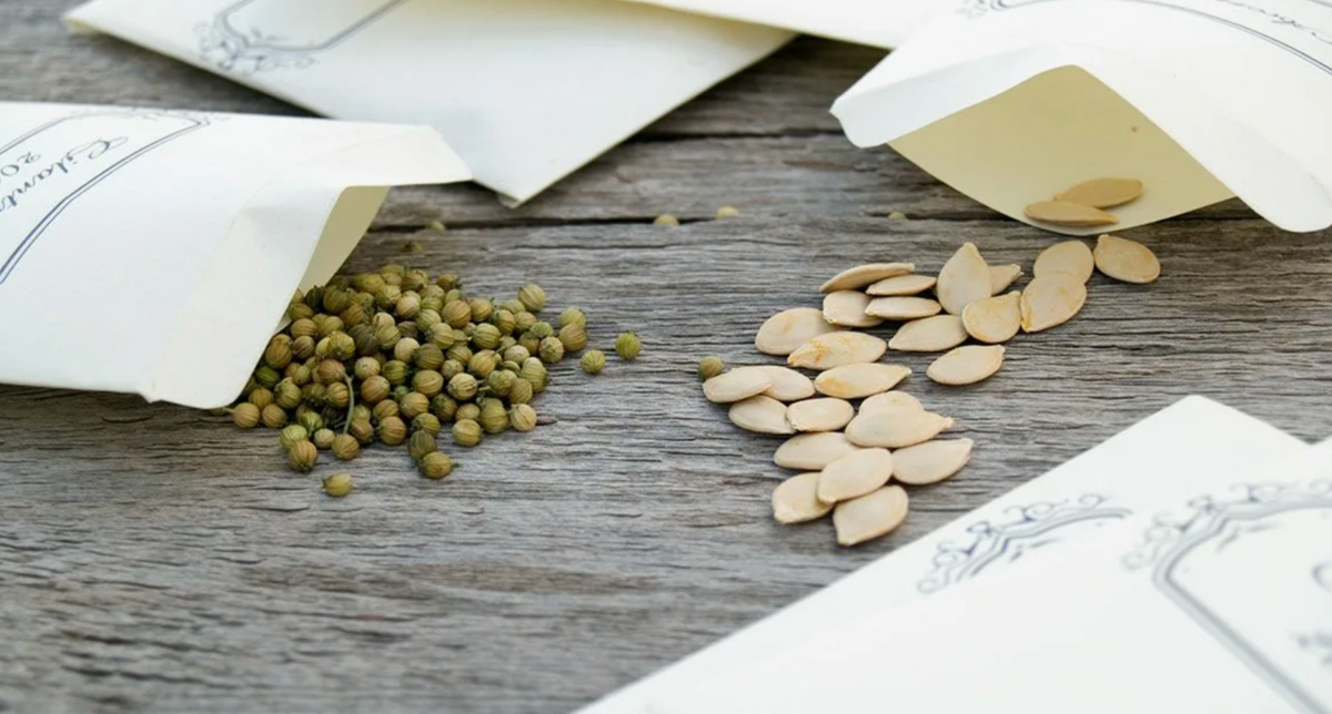 семена можно отлично сохранить в обычной городской квартире