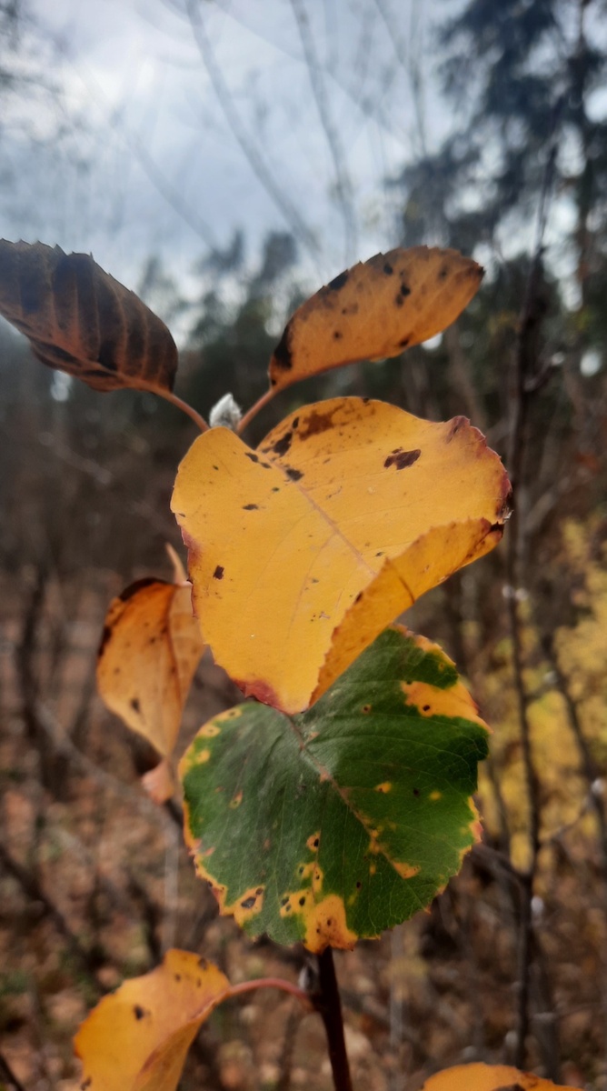 Моё фото, осень в лесу 