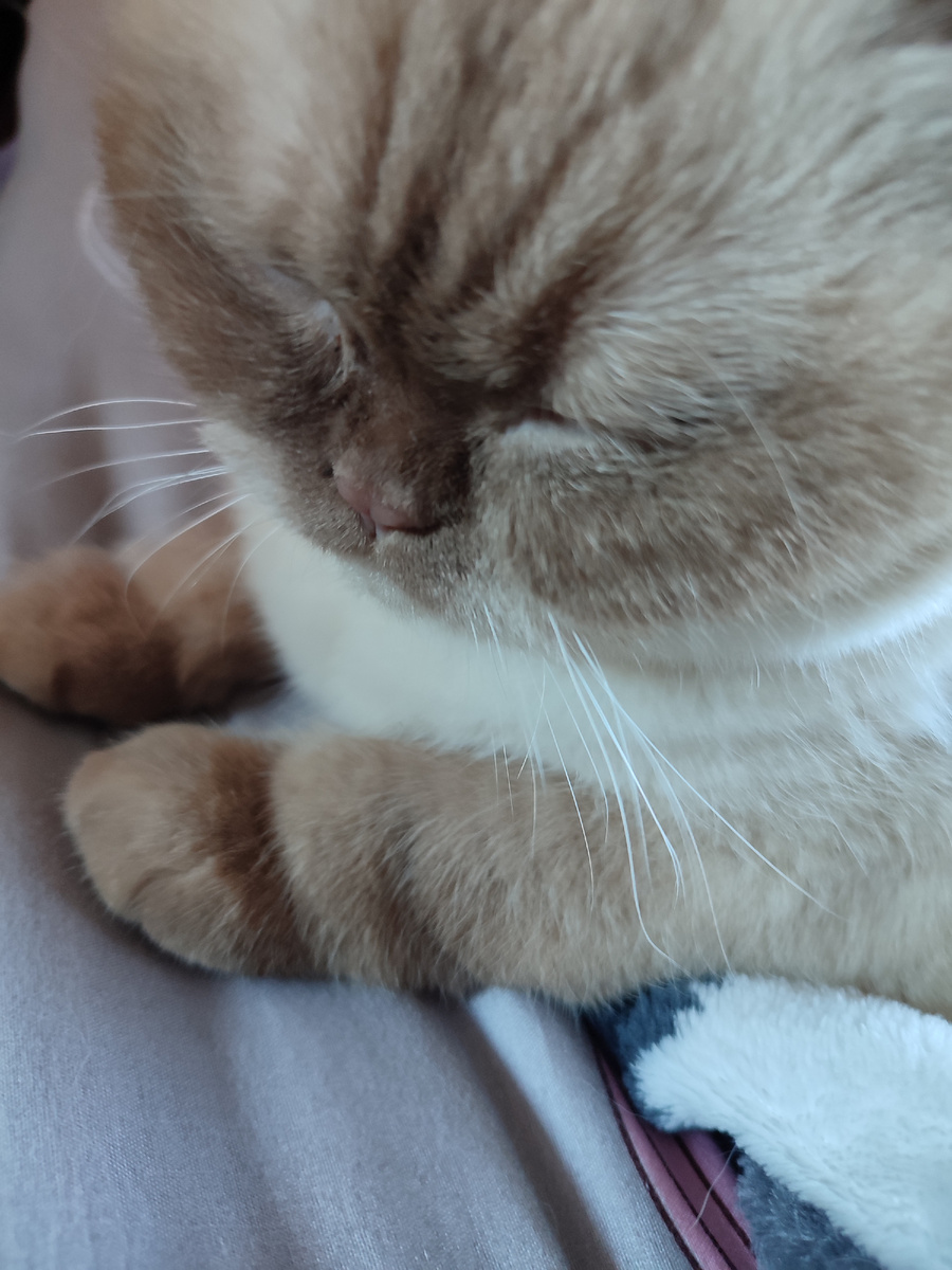 Наша Шакира