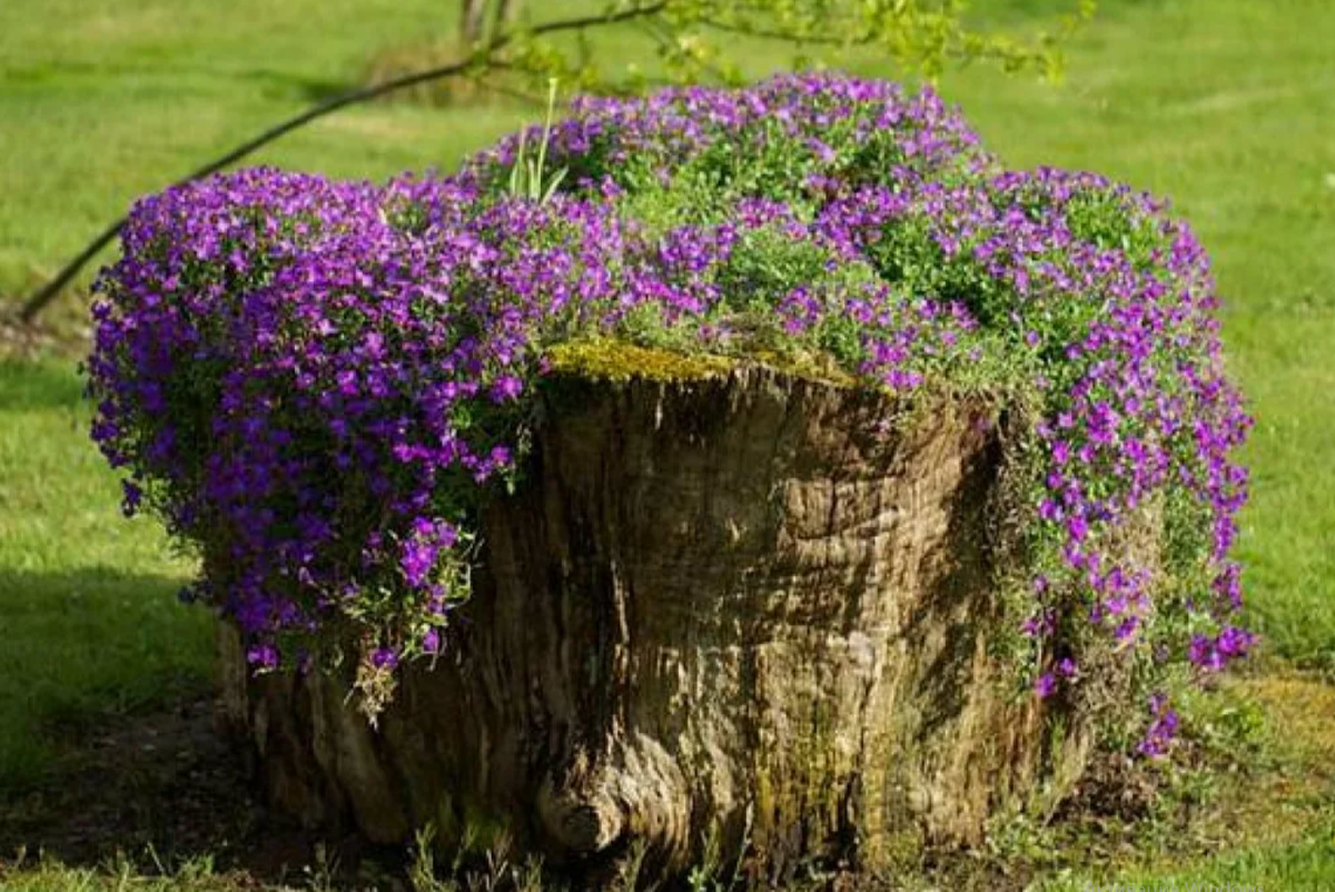 Пень-сад: мини-грядка для теневыносливых растений