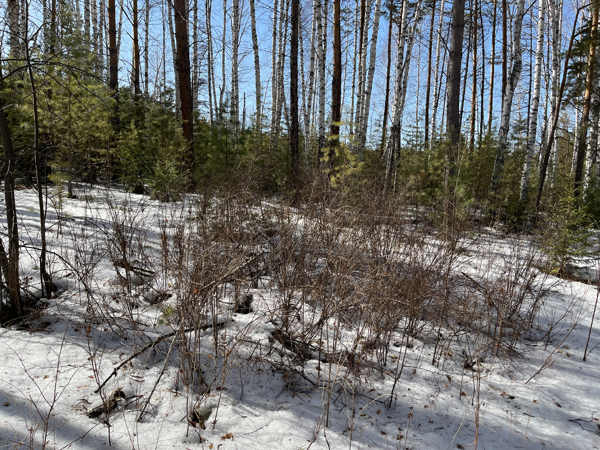 Сильно зарос участок без ухода!