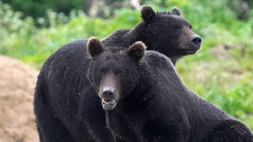   Фото: ИЗВЕСТИЯ/Эдуард Корниенко