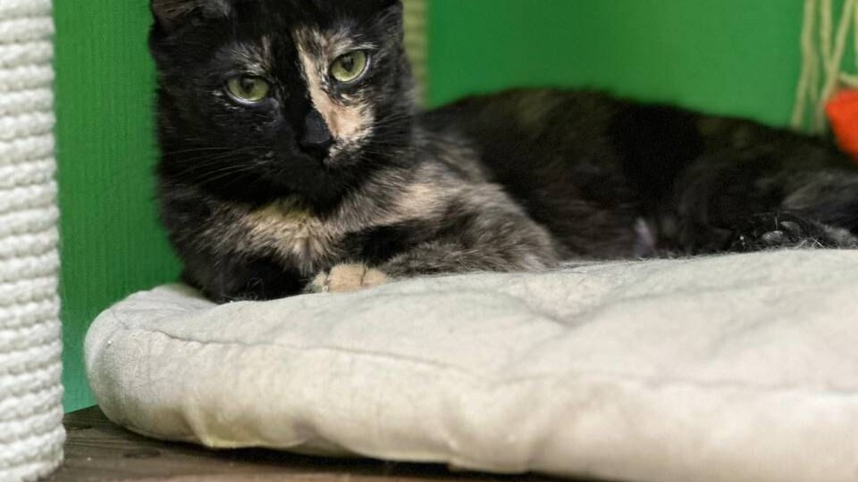 Эта кошка ждала, а ей никто так и не позвонил. Но однажды счастье её сложилось быстро. Как же она нашла дом?