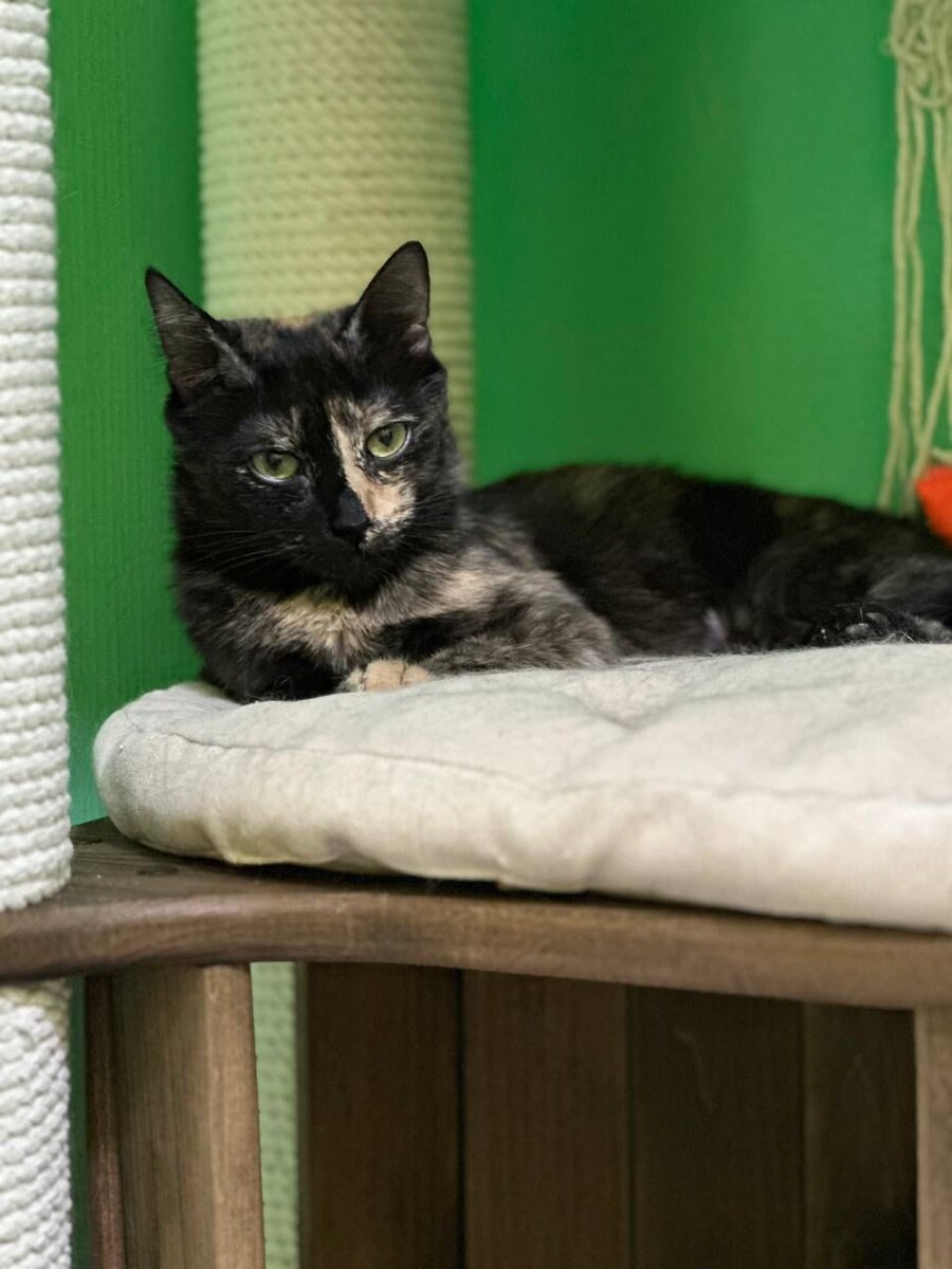 Ох уж этот взгляд черепаховой кошки!)) 