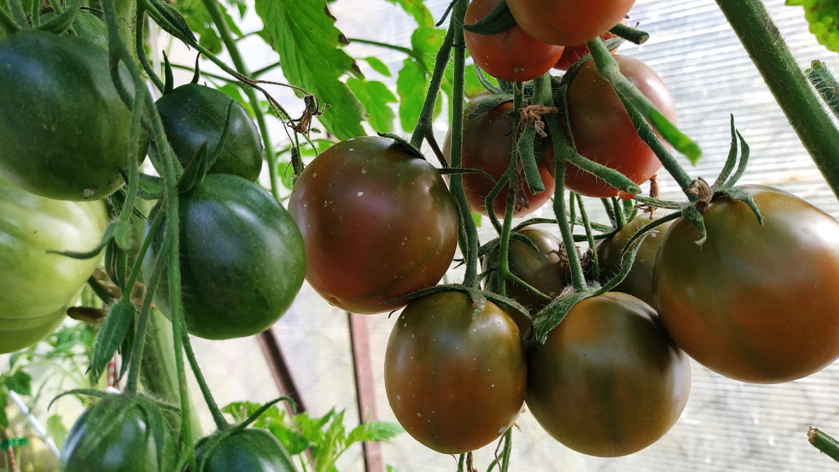 Это одна кисть томата