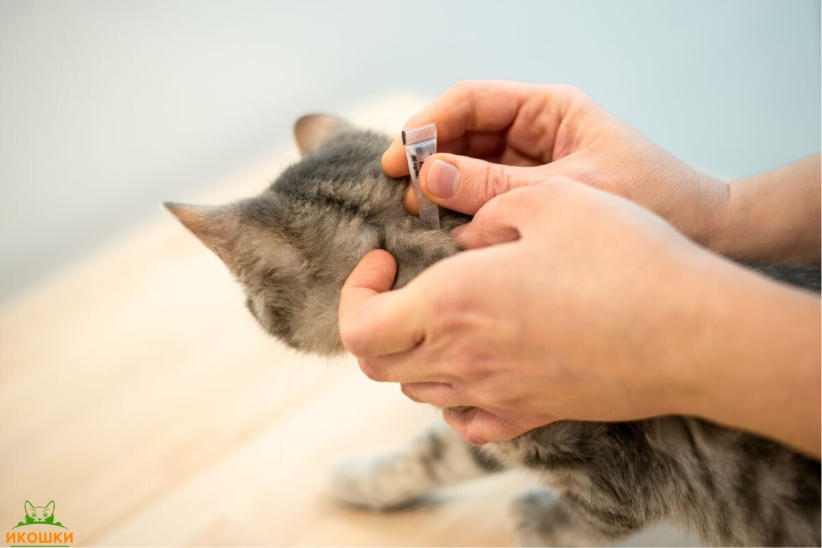 Кошку обрабатывают от блох 