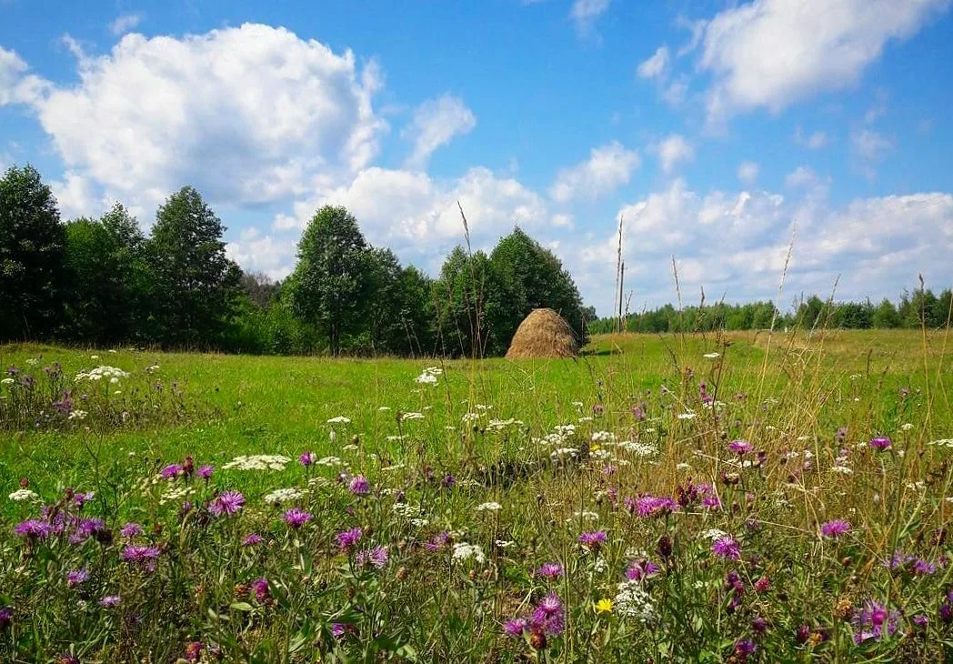 брянские луга