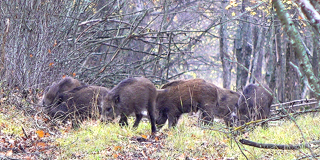 День кабана