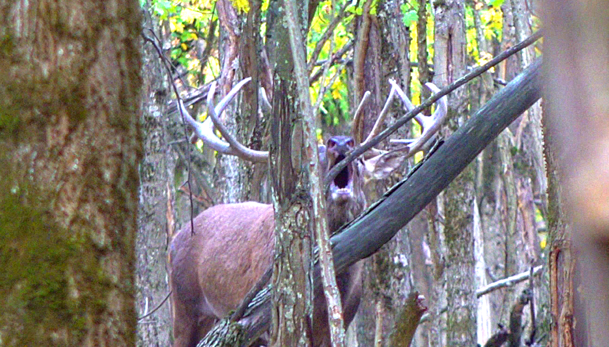 Олень ревёт во время гона