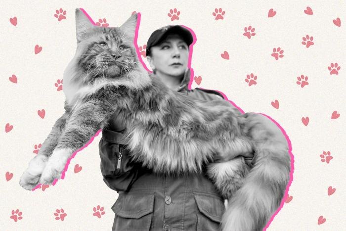 Самые крупные породы домашних кошек: размеры и характер. Коллаж © Life.ru. Обложка © Shutterstock / FOTODOM / Sergey Ginak, © Freepik / starline