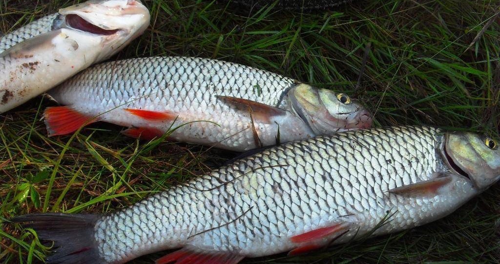 Ловля Голавля в Октябре: Секреты и Хитрости