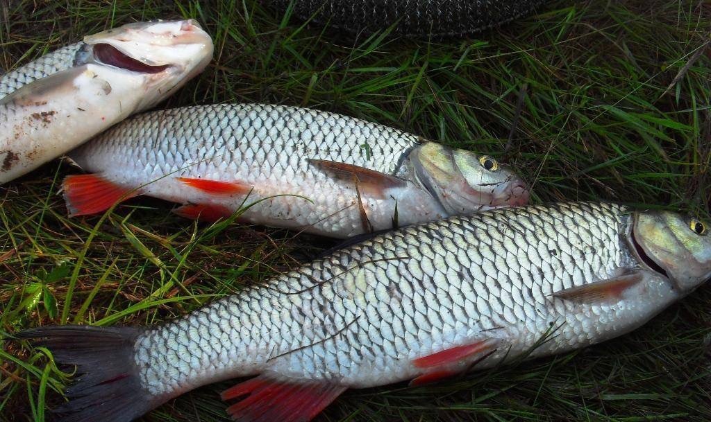 Ловля Голавля в Октябре: Секреты и Хитрости 