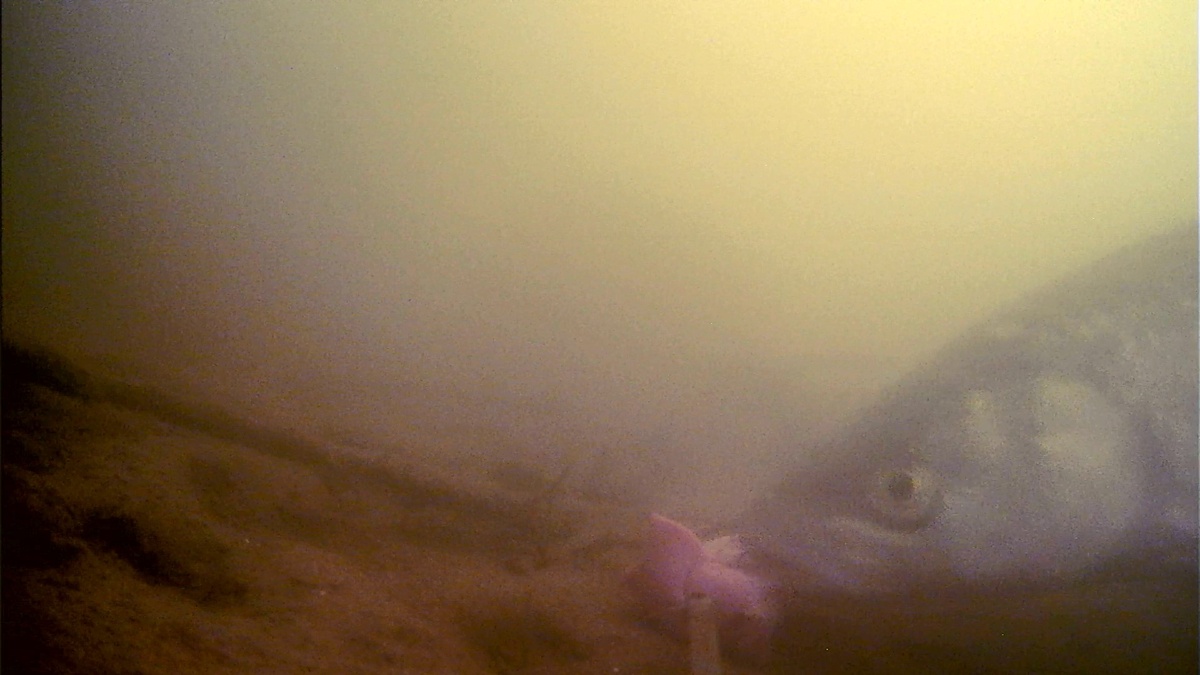 Ловля Голавля в Октябре: Секреты и Хитрости 