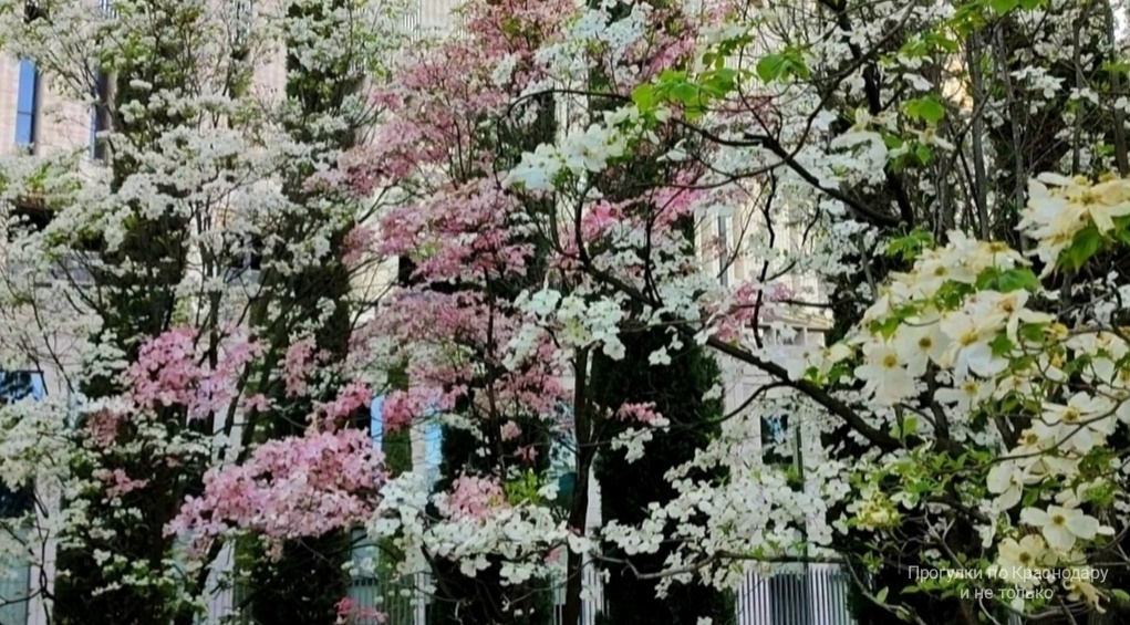 🌿🌸🌿🌸🌿🌸🌿