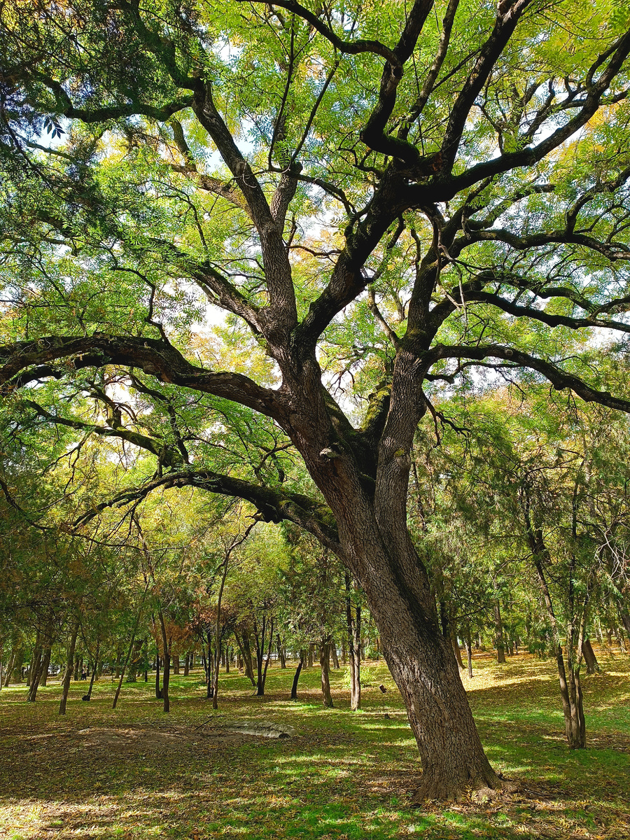 Красота в парке