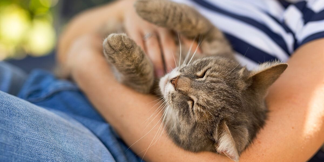 😻Как кошка выбирает, кого любить сильнее