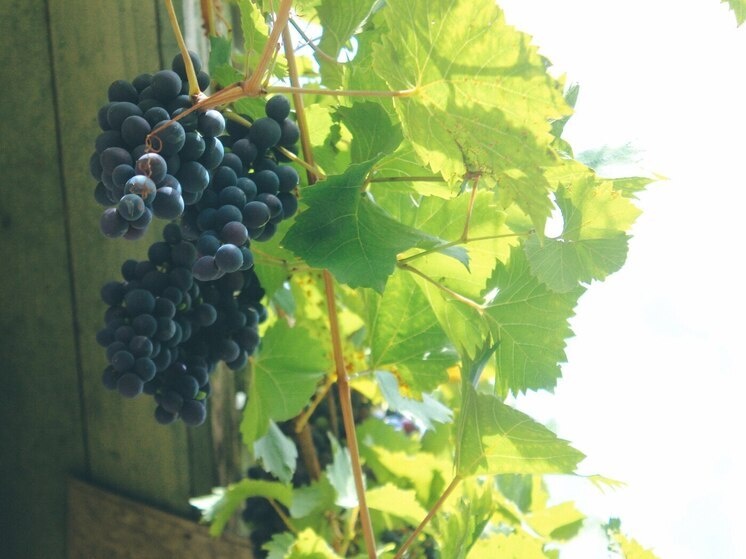     Овощи и фрукты являются источником клетчатки, которая снижает уровень холестерина в крови. Фото: Архив МК в Великом Новгороде