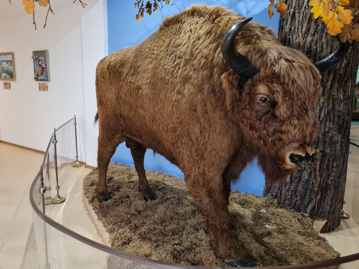 Чучело зубра в музее "Беловежской пущи" в Беларуси