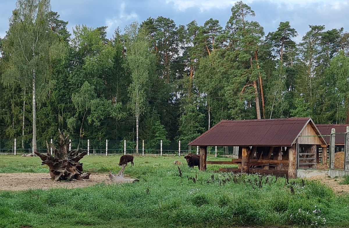 Зубры в вольерах Беловежской пущи