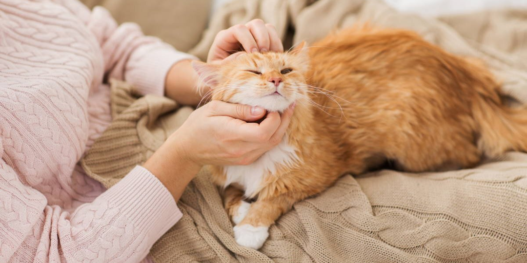 😻Она не приходит случайно! Миссия кошки в жизни женщины
