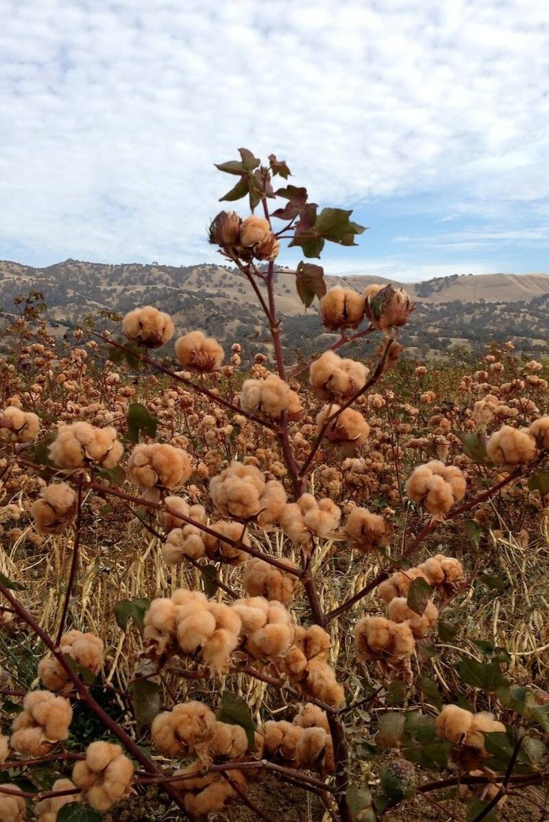 Хлопок натуральных оттенков 