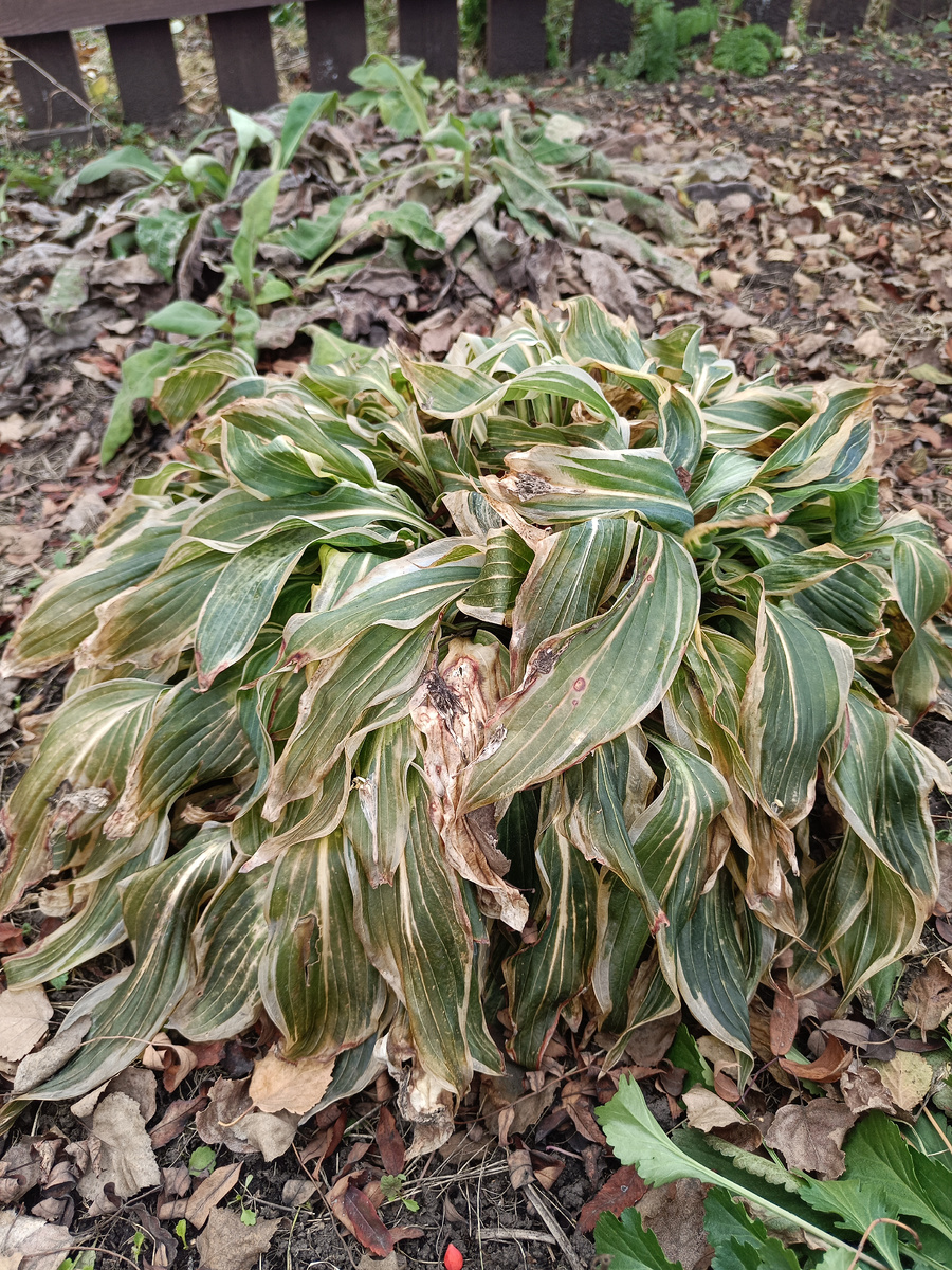 Хоста Волверайн