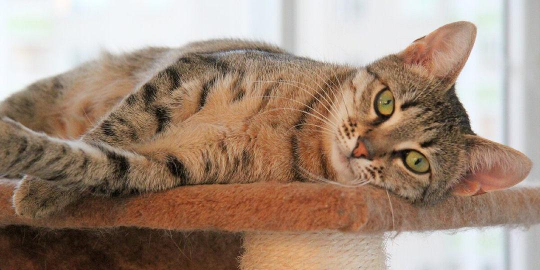 😻Кошка в доме: приметы, мифы и... правда