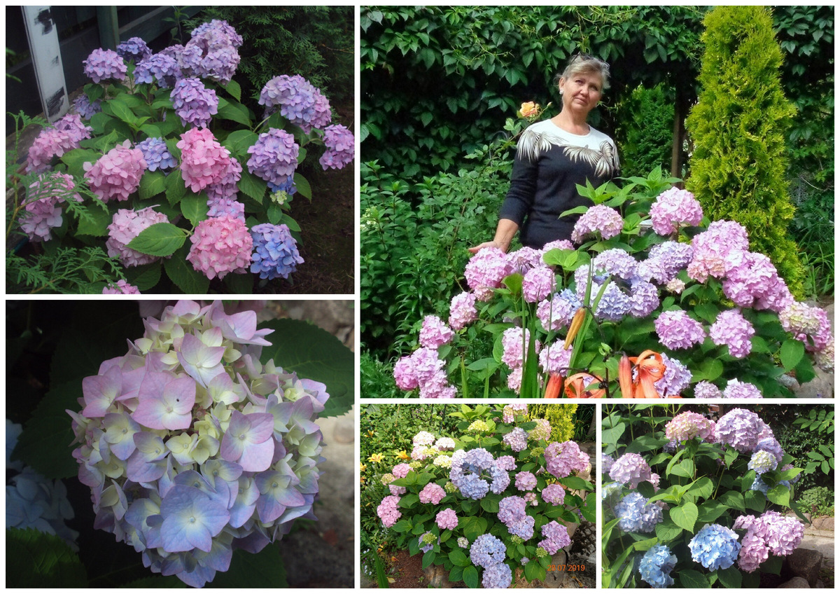 гортензия "ПЕРЕМЕНЧИВАЯ"--садовая форма гортензии крупнолистной