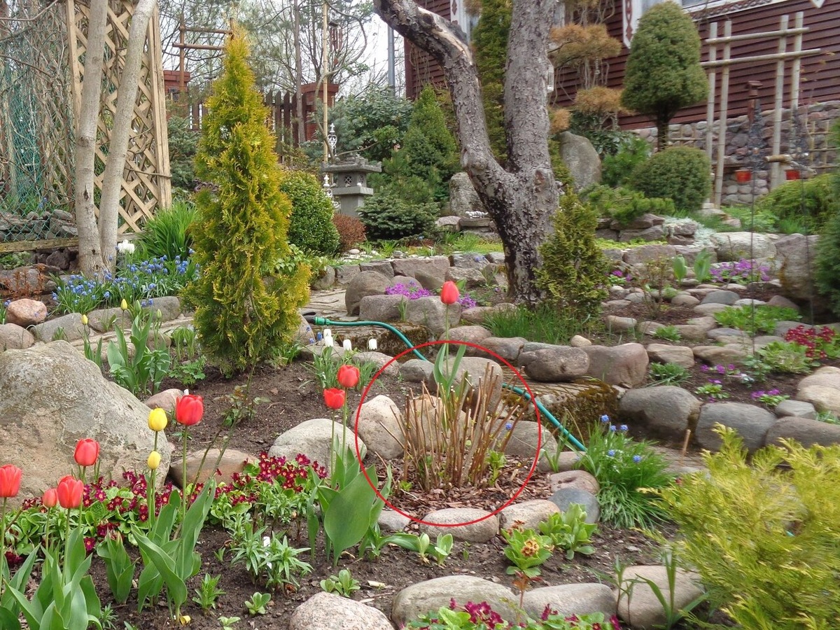 КОНЕЦ МАЯ -ТОЛЬКО НАЧИНАЮТПРОСЫПАТЬСЯ НИЖНИЕ ПОЧКИ