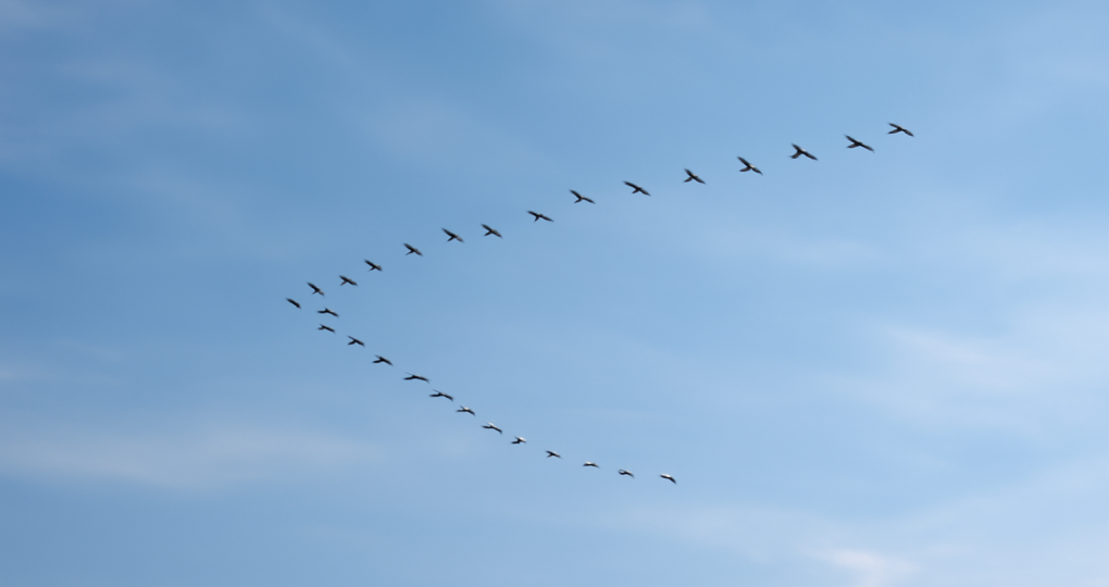 Омичи сняли на видео шумный клин журавлей