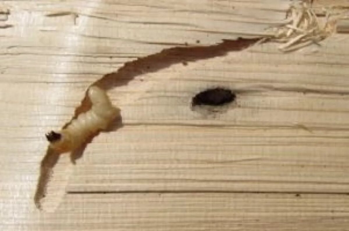    С Урала не выпустили в Киргизию заражённые вредителем пиломатериалы