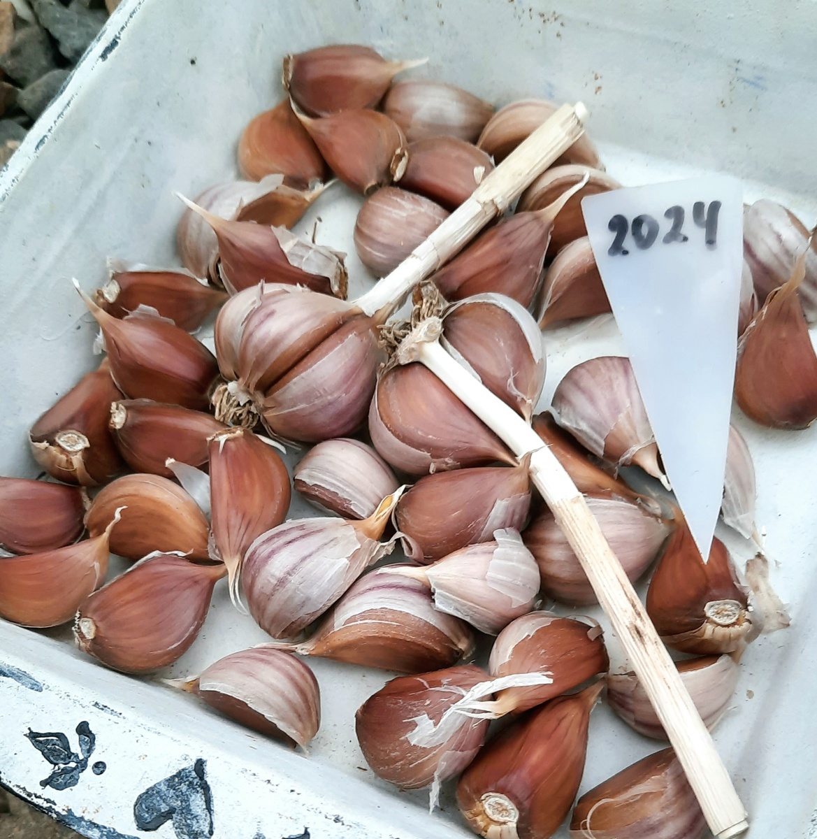 Фото автора. Выбрала на посадку из урожая 2024 года.