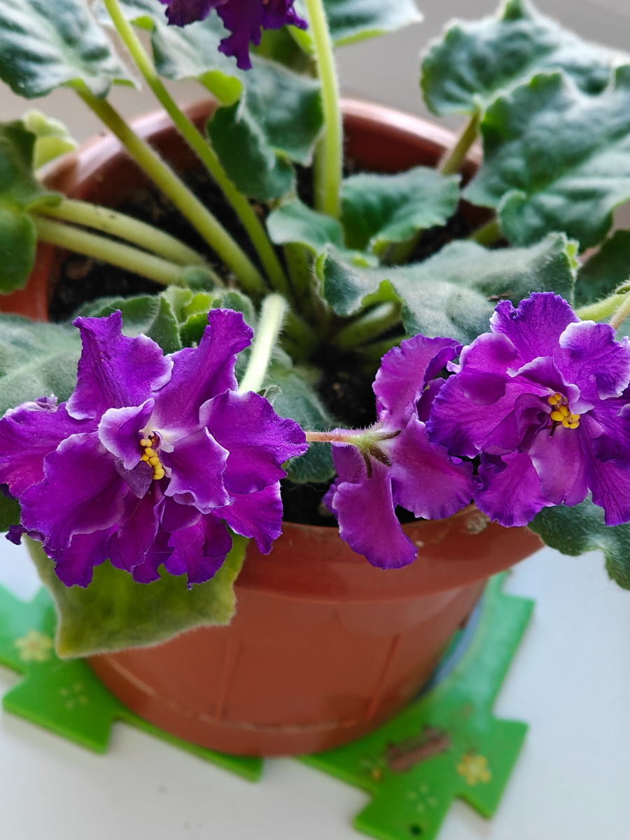 Решил показать наши домашние цветы