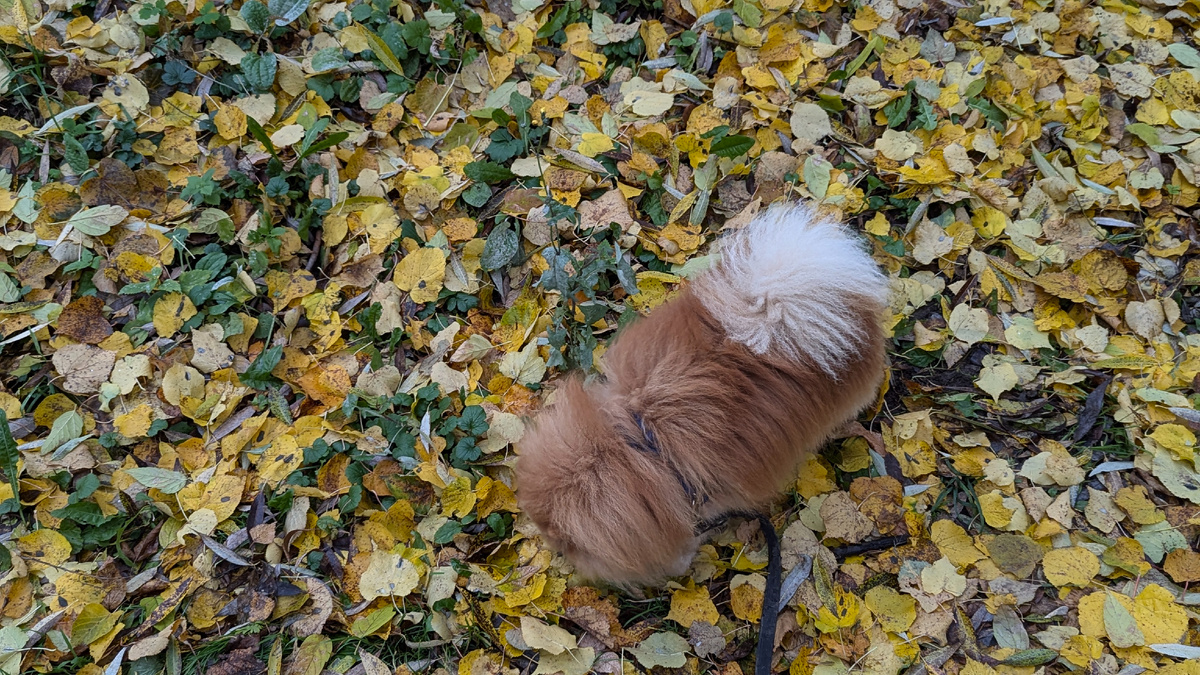 Симба кладоискатель