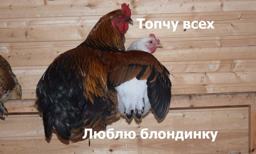 Когда у петуха появляется любимая курица, ему надевают очки (не шутка). И это помогает