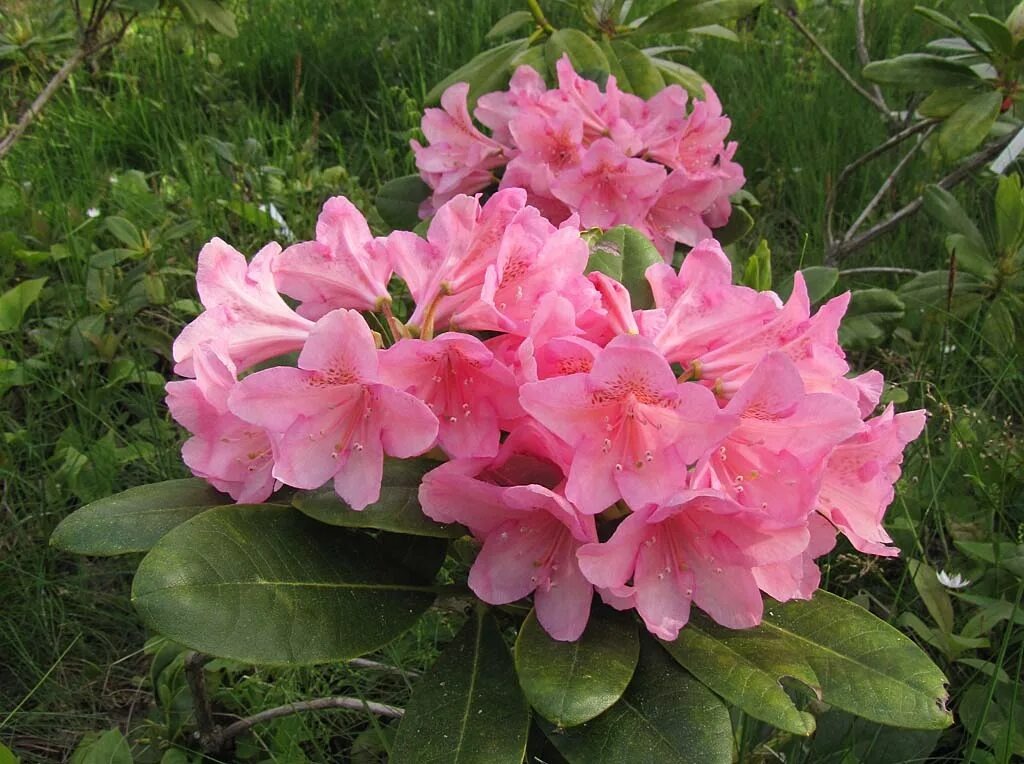 Финский рододендрон 'Helsinki University'