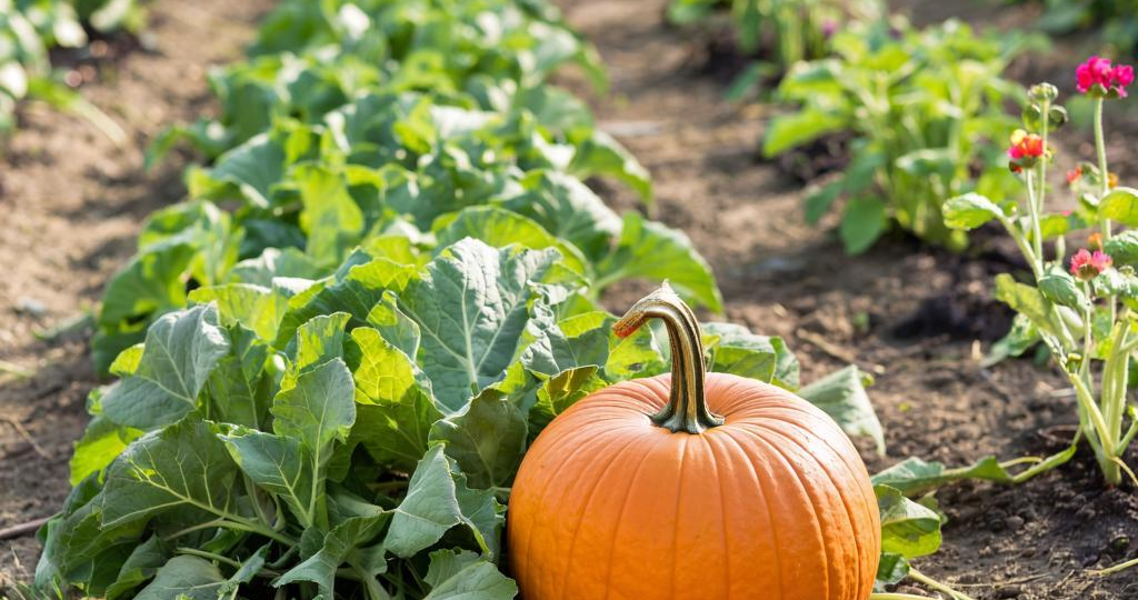 Зачем и как обрезать листья у тыквы в огороде: тонкости формирования богатого урожая