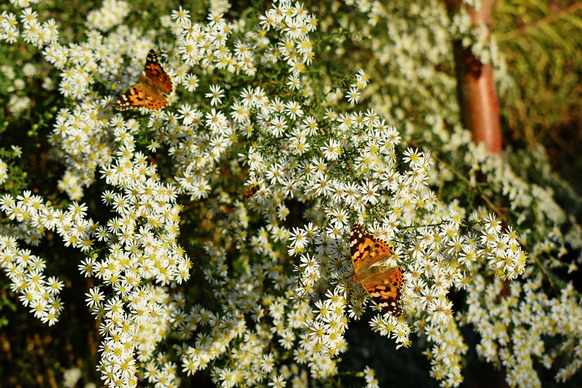 Астра вересковидная